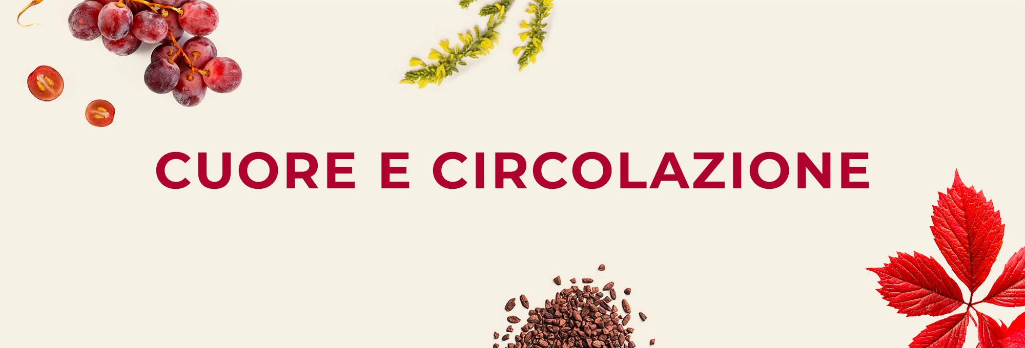 CUORE E CIRCOLAZIONE